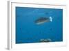 Spotted Unicornfish Swimming in Fiji Waters-Stocktrek Images-Framed Photographic Print