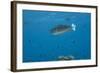 Spotted Unicornfish Swimming in Fiji Waters-Stocktrek Images-Framed Photographic Print