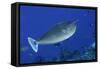 Spotted Unicornfish-Hal Beral-Framed Stretched Canvas