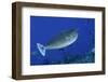 Spotted Unicornfish-Hal Beral-Framed Photographic Print