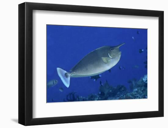 Spotted Unicornfish-Hal Beral-Framed Photographic Print