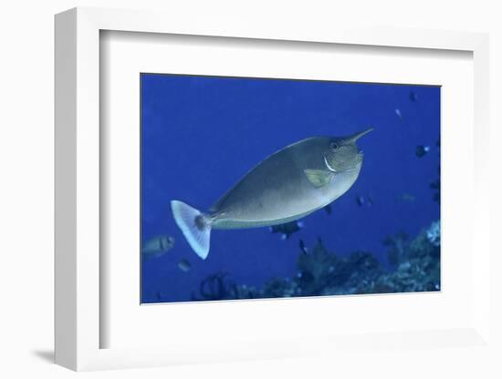 Spotted Unicornfish-Hal Beral-Framed Photographic Print