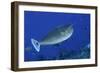 Spotted Unicornfish-Hal Beral-Framed Photographic Print