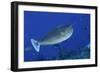 Spotted Unicornfish-Hal Beral-Framed Photographic Print