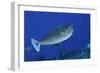 Spotted Unicornfish-Hal Beral-Framed Photographic Print