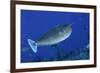 Spotted Unicornfish-Hal Beral-Framed Photographic Print