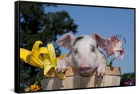 Spotted White Piglet in Peach Basket with Lilies, Sycamore, Illinois, USA-Lynn M^ Stone-Framed Stretched Canvas
