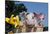 Spotted White Piglet in Peach Basket with Lilies, Sycamore, Illinois, USA-Lynn M^ Stone-Stretched Canvas