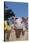 Spotted White Piglet in Peach Basket with Lilies, Sycamore, Illinois, USA-Lynn M^ Stone-Stretched Canvas