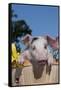 Spotted White Piglet in Peach Basket with Lilies, Sycamore, Illinois, USA-Lynn M^ Stone-Framed Stretched Canvas