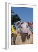 Spotted White Piglet in Peach Basket with Lilies, Sycamore, Illinois, USA-Lynn M^ Stone-Framed Photographic Print