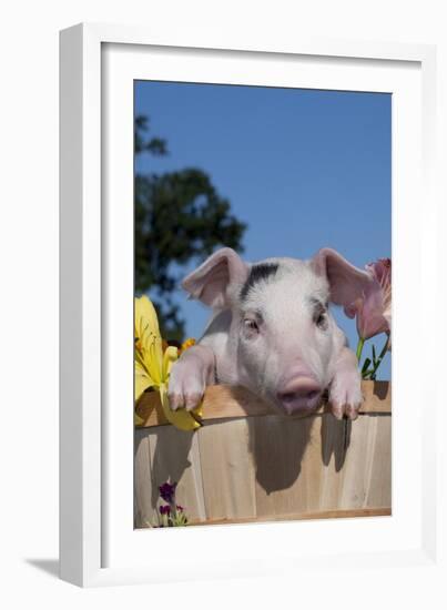 Spotted White Piglet in Peach Basket with Lilies, Sycamore, Illinois, USA-Lynn M^ Stone-Framed Photographic Print