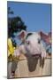 Spotted White Piglet in Peach Basket with Lilies, Sycamore, Illinois, USA-Lynn M^ Stone-Mounted Photographic Print