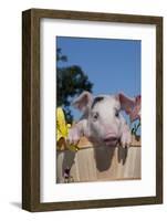 Spotted White Piglet in Peach Basket with Lilies, Sycamore, Illinois, USA-Lynn M^ Stone-Framed Photographic Print