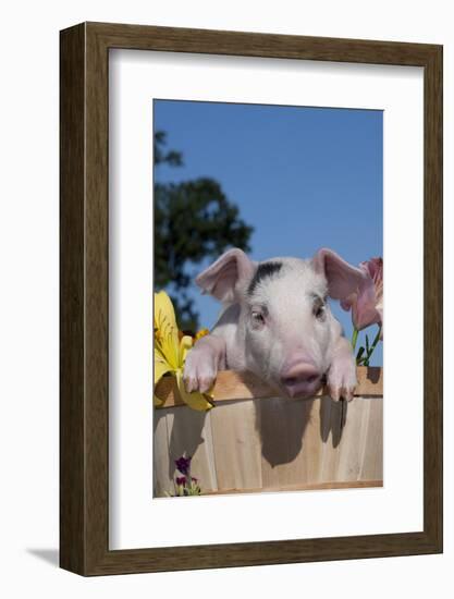 Spotted White Piglet in Peach Basket with Lilies, Sycamore, Illinois, USA-Lynn M^ Stone-Framed Photographic Print