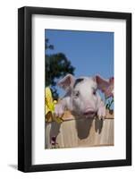 Spotted White Piglet in Peach Basket with Lilies, Sycamore, Illinois, USA-Lynn M^ Stone-Framed Photographic Print