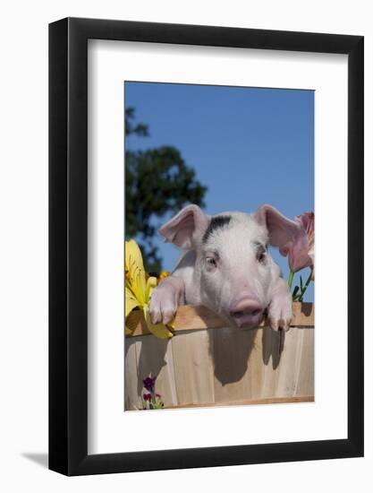 Spotted White Piglet in Peach Basket with Lilies, Sycamore, Illinois, USA-Lynn M^ Stone-Framed Photographic Print