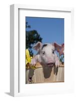 Spotted White Piglet in Peach Basket with Lilies, Sycamore, Illinois, USA-Lynn M^ Stone-Framed Photographic Print