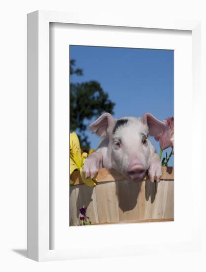 Spotted White Piglet in Peach Basket with Lilies, Sycamore, Illinois, USA-Lynn M^ Stone-Framed Photographic Print