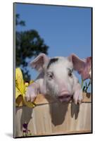 Spotted White Piglet in Peach Basket with Lilies, Sycamore, Illinois, USA-Lynn M^ Stone-Mounted Photographic Print