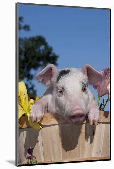 Spotted White Piglet in Peach Basket with Lilies, Sycamore, Illinois, USA-Lynn M^ Stone-Mounted Photographic Print