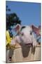 Spotted White Piglet in Peach Basket with Lilies, Sycamore, Illinois, USA-Lynn M^ Stone-Mounted Photographic Print