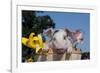 Spotted White Piglet in Peach Basket with Lilies, Sycamore, Illinois, USA-Lynn M^ Stone-Framed Photographic Print