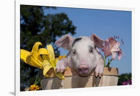 Spotted White Piglet in Peach Basket with Lilies, Sycamore, Illinois, USA-Lynn M^ Stone-Framed Photographic Print