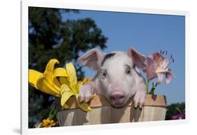 Spotted White Piglet in Peach Basket with Lilies, Sycamore, Illinois, USA-Lynn M^ Stone-Framed Photographic Print