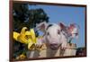 Spotted White Piglet in Peach Basket with Lilies, Sycamore, Illinois, USA-Lynn M^ Stone-Framed Photographic Print