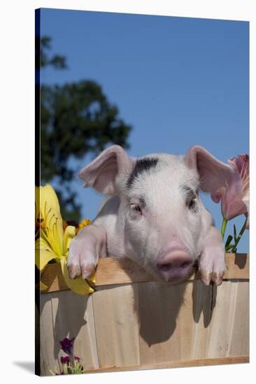 Spotted White Piglet in Peach Basket with Lilies, Sycamore, Illinois, USA-Lynn M^ Stone-Stretched Canvas