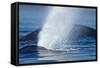 Spouting Humpback Whale, Alaska-Paul Souders-Framed Stretched Canvas