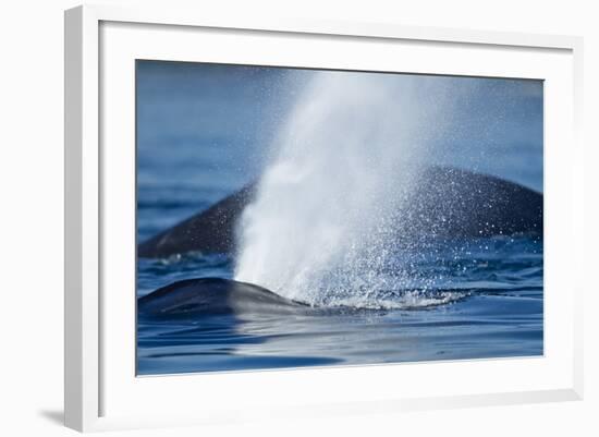 Spouting Humpback Whale, Alaska-Paul Souders-Framed Photographic Print