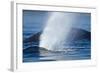 Spouting Humpback Whale, Alaska-Paul Souders-Framed Photographic Print