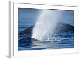 Spouting Humpback Whale, Alaska-Paul Souders-Framed Photographic Print