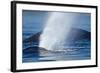 Spouting Humpback Whale, Alaska-Paul Souders-Framed Photographic Print