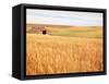 Sprawling Wheat Field-Terry Eggers-Framed Stretched Canvas