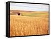 Sprawling Wheat Field-Terry Eggers-Framed Stretched Canvas