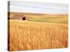 Sprawling Wheat Field-Terry Eggers-Stretched Canvas