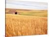 Sprawling Wheat Field-Terry Eggers-Stretched Canvas