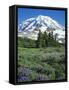 Spray Meadows, Mt. Rainier National Park, Washington, USA-Charles Gurche-Framed Stretched Canvas