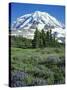 Spray Meadows, Mt. Rainier National Park, Washington, USA-Charles Gurche-Stretched Canvas