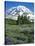 Spray Meadows, Mt. Rainier National Park, Washington, USA-Charles Gurche-Stretched Canvas