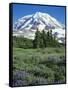 Spray Meadows, Mt. Rainier National Park, Washington, USA-Charles Gurche-Framed Stretched Canvas