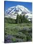 Spray Meadows, Mt. Rainier National Park, Washington, USA-Charles Gurche-Stretched Canvas