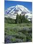 Spray Meadows, Mt. Rainier National Park, Washington, USA-Charles Gurche-Mounted Photographic Print