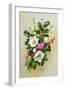 Spray of Dogrose, Holly, Mistletoe and Larkspur-Albert Williams-Framed Giclee Print