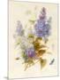 Spray of Lilac-Pauline Gerardin-Mounted Giclee Print
