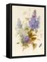 Spray of Lilac-Pauline Gerardin-Framed Stretched Canvas