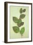 Spray of Spring Fresh Green and Purple Leaves of Copper Beech or Fagus Sylvatica Purpurea-Den Reader-Framed Photographic Print